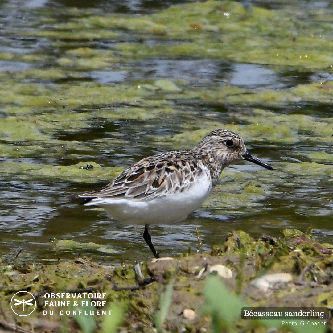 Aire de pique-nique de l'Observatoire de la faune et de la flore