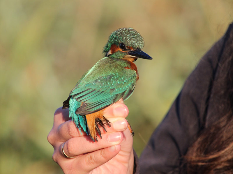 Bague à la patte à Terres d'Oiseaux, Braud-et-Saint-Louis - photo 6