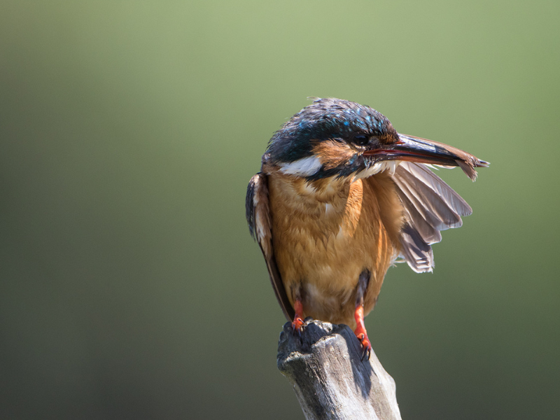 Samedi ornitho à Terres d'Oiseaux, Braud-et-Saint-Louis - photo 3