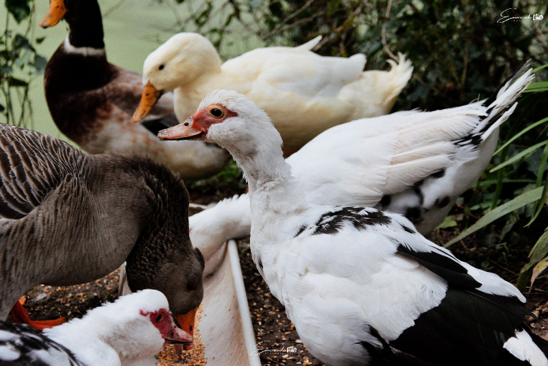 Château de Saugé, Saivres - photo 4