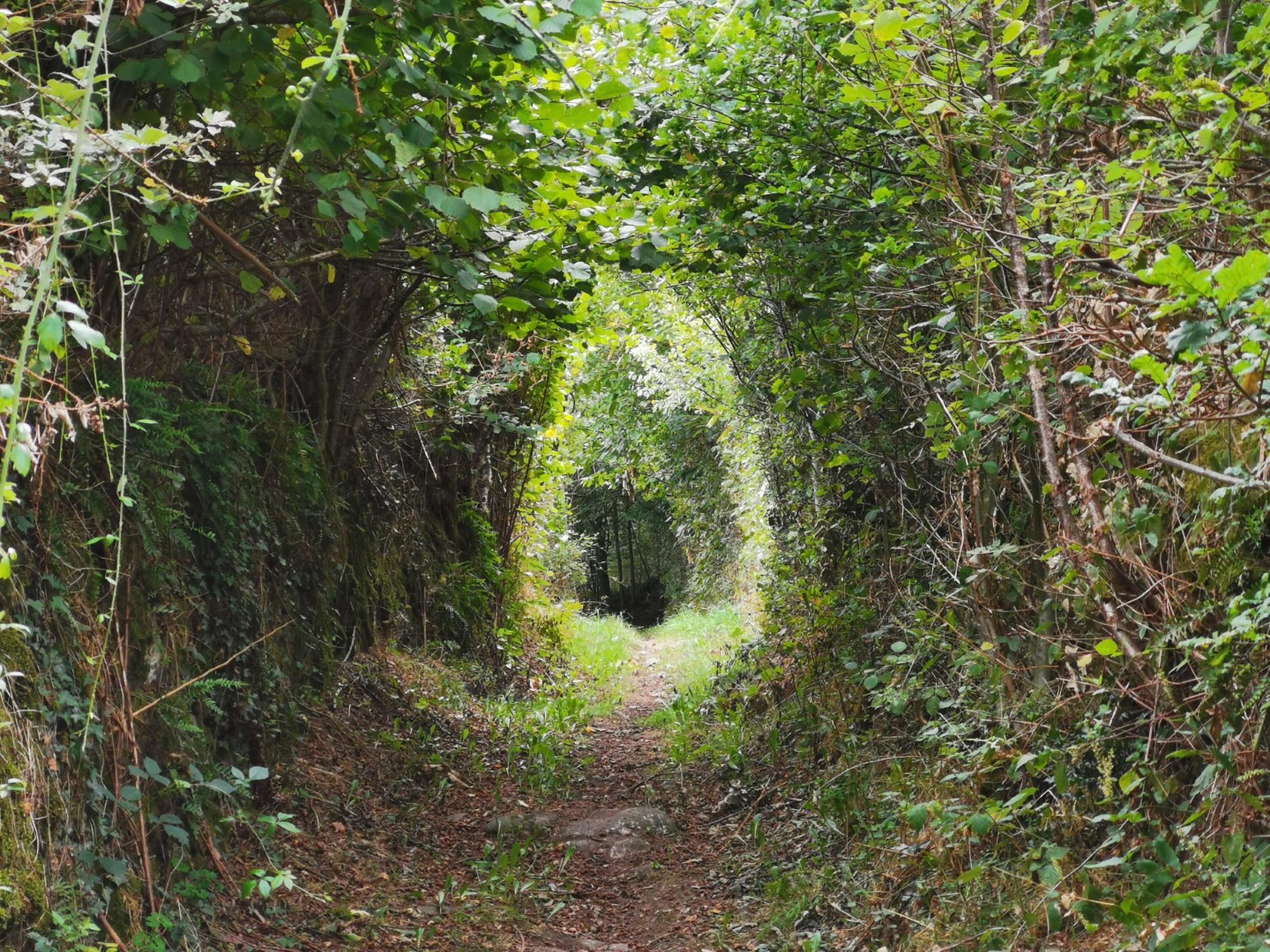 Circuit Pédestre N°19 CC : "Chamberaud et les Combes"