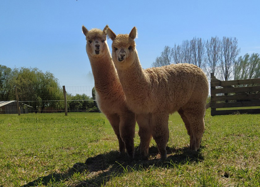 Camping Ramonjavel, Fongrave - photo 13