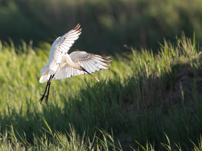 Fête de la nature - Portes Ouvertes à Terres d'Oiseaux, Braud-et-Saint-Louis