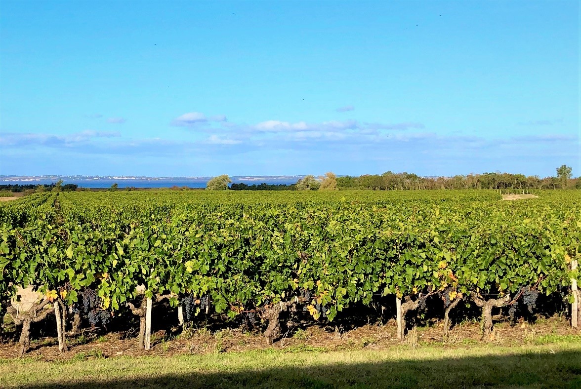 Château Bellerive, Vignoble Loudenne Gouache - photo 5