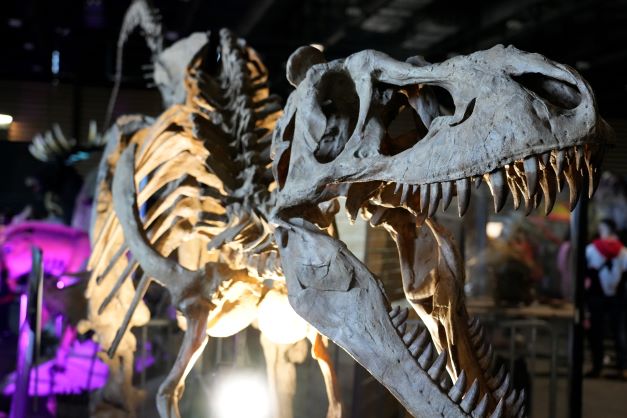 Le Musée Ephemère : Exposition de Dinosaures