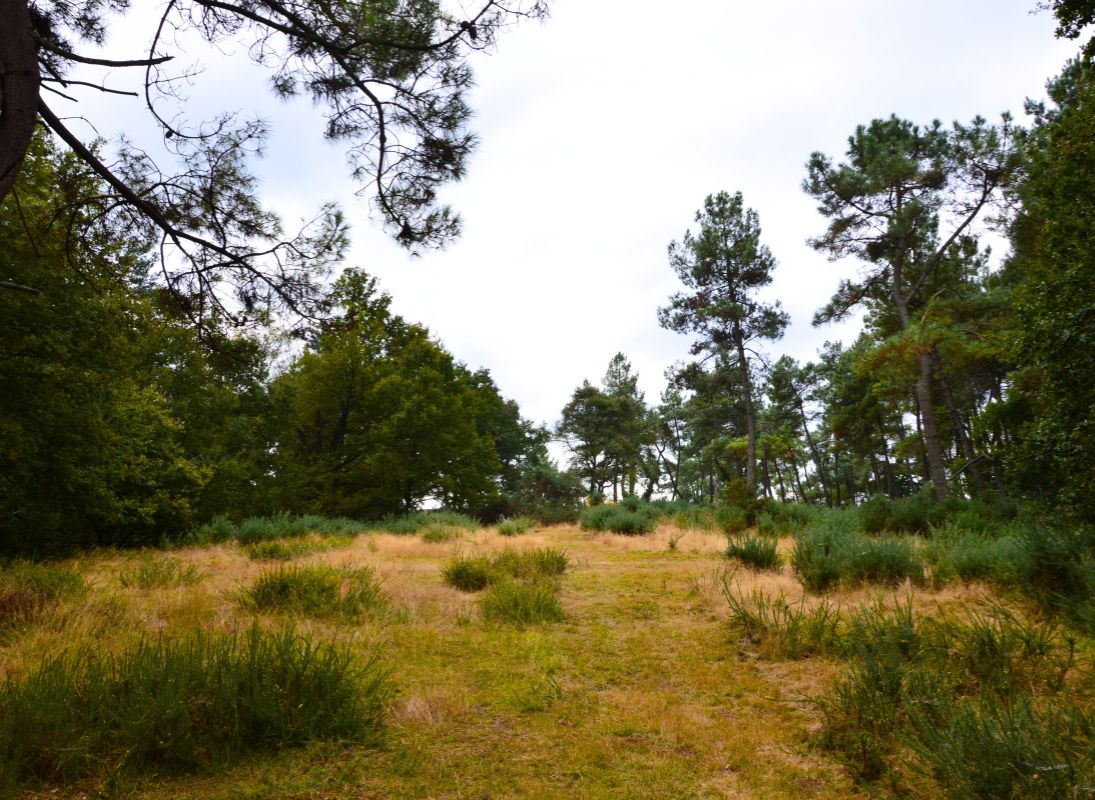 La Lande à serpentine de la Rousseille, Saint-Hilaire-les-Places - photo 5