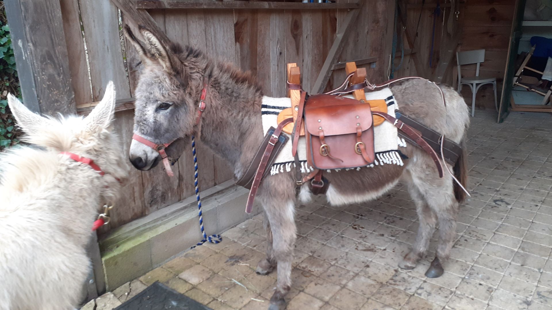 Association les petits ânes Vergt, Saint-Amand-de-Vergt