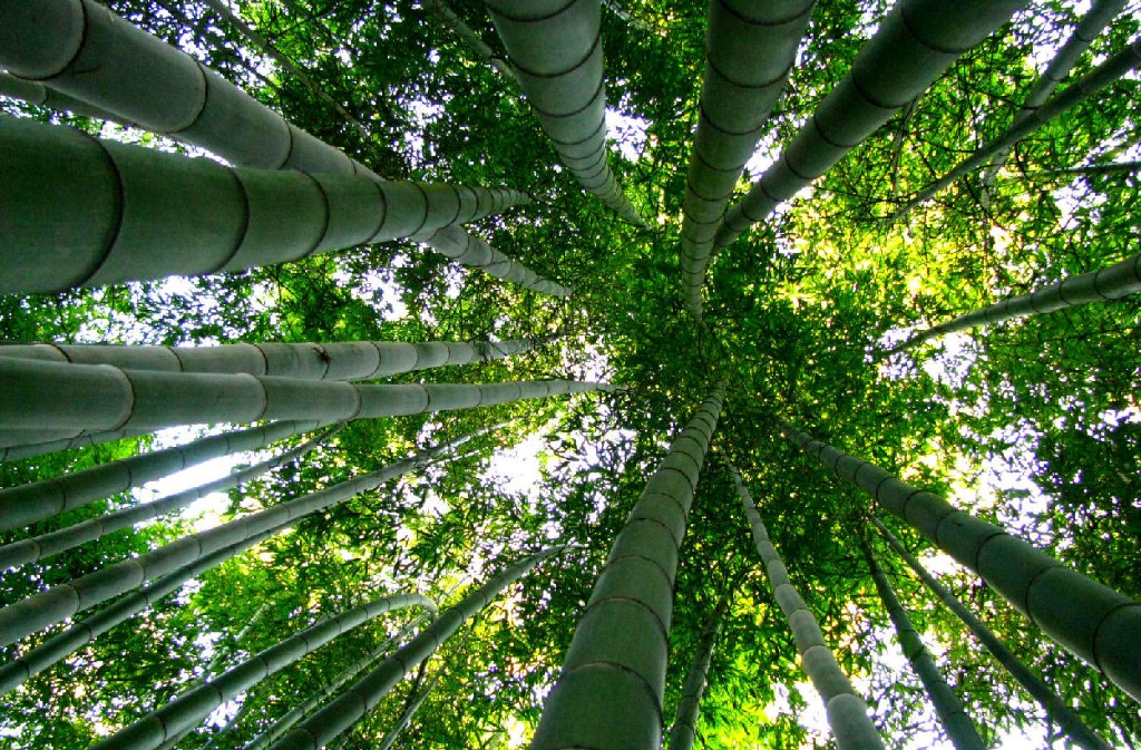 Jardin les Bambous de Planbuisson, Le Buisson-de-Cadouin - photo 9