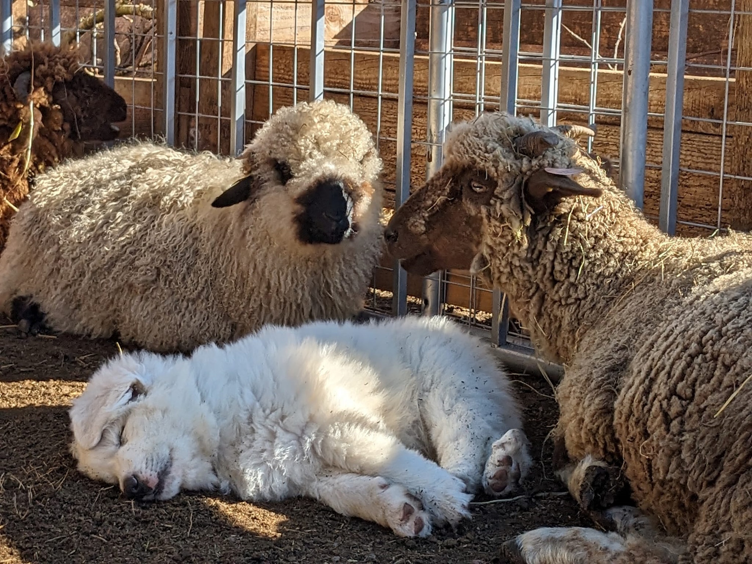 La ferme de Maillofargueix – La biodiversité par l’éco pâturage, Bersac-sur-Rivalier