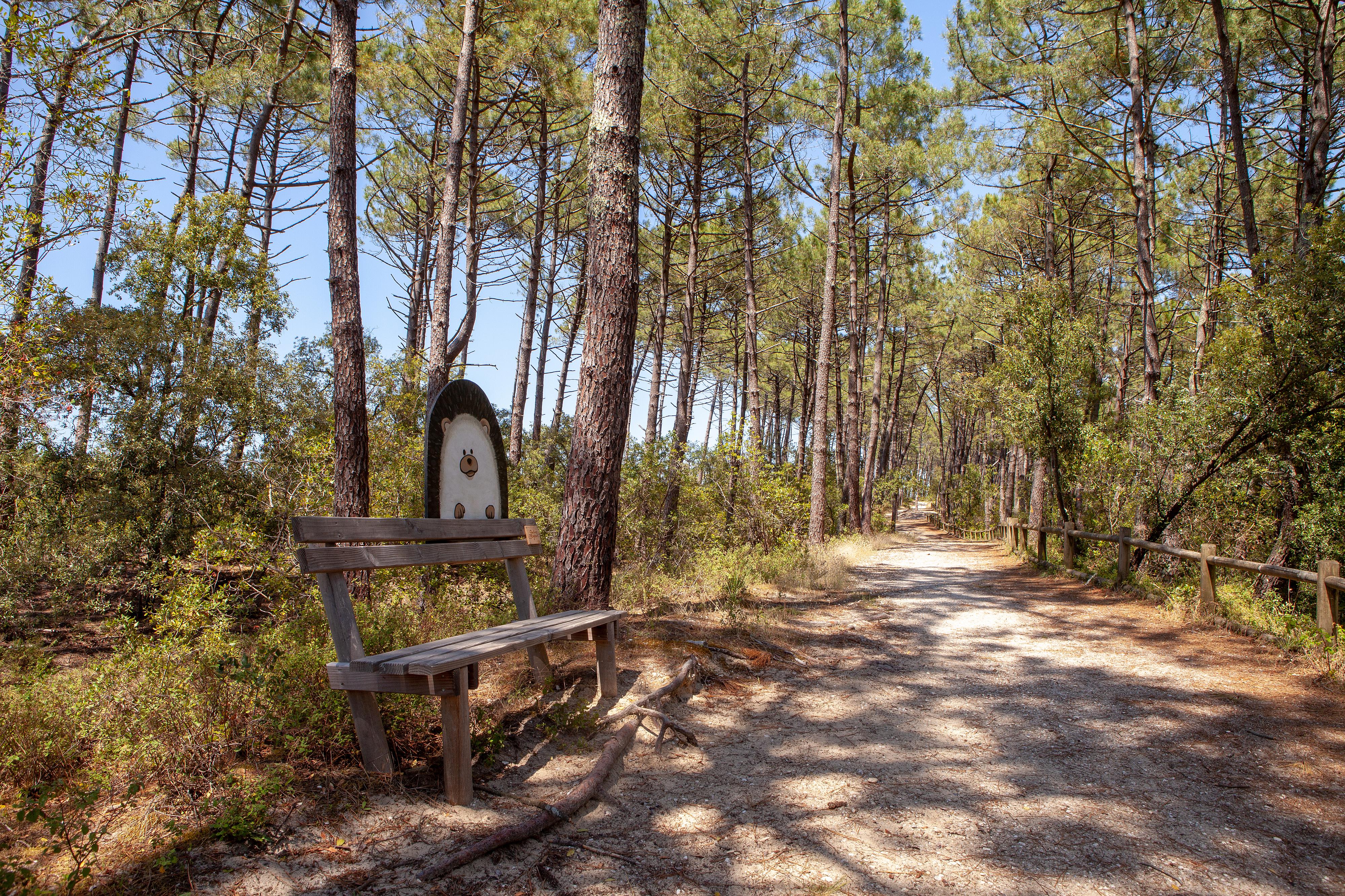 Le sentier du Lac à Maubuisson, Carcans - photo 6