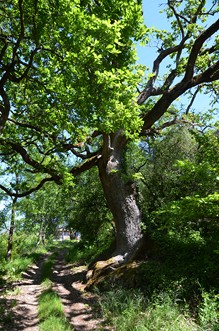 Saint-Thomas, par Saint-Just et Piquepoul, Hautefage-la-Tour - photo 3