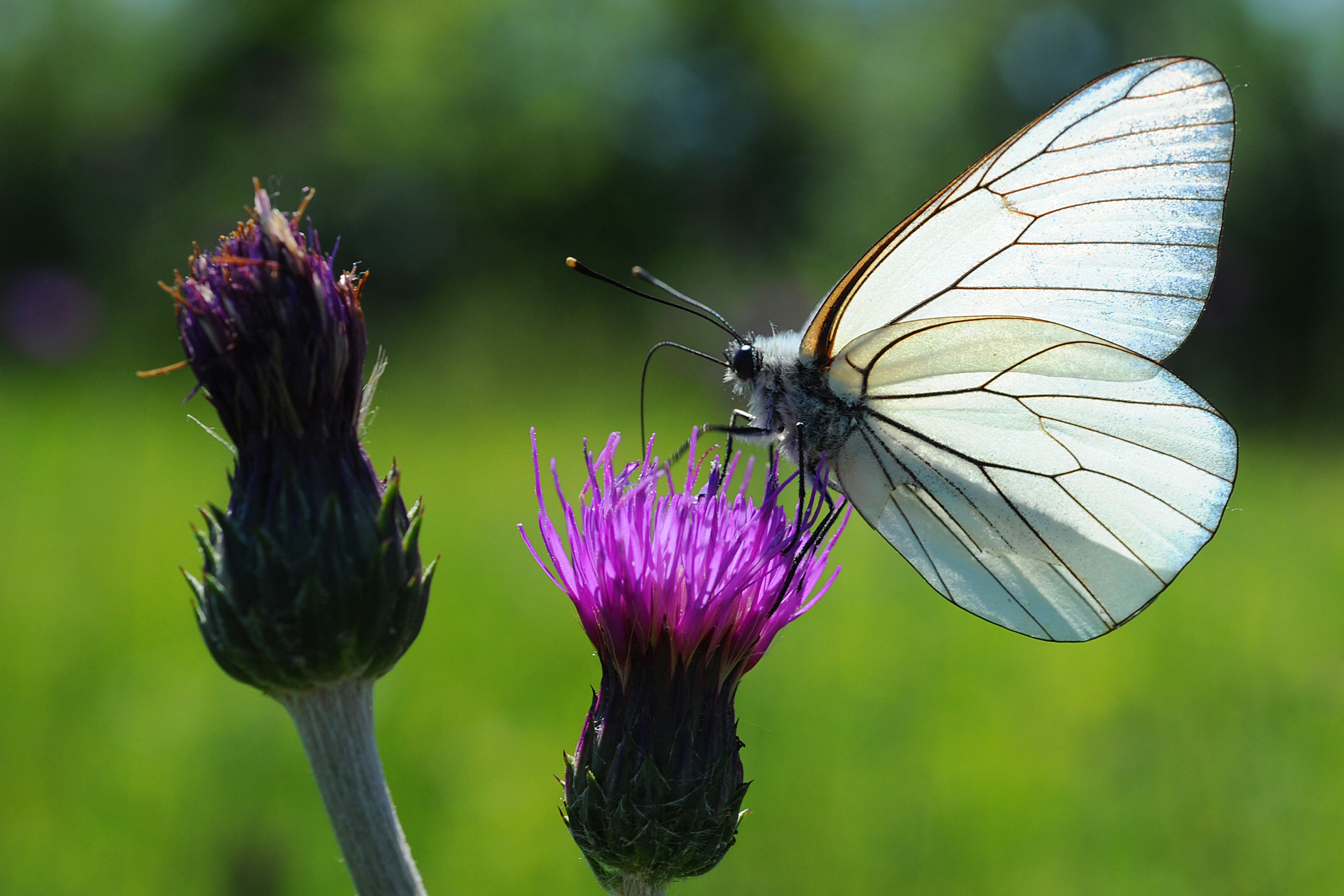 Le Marais de Clussais, Clussais-la-Pommeraie