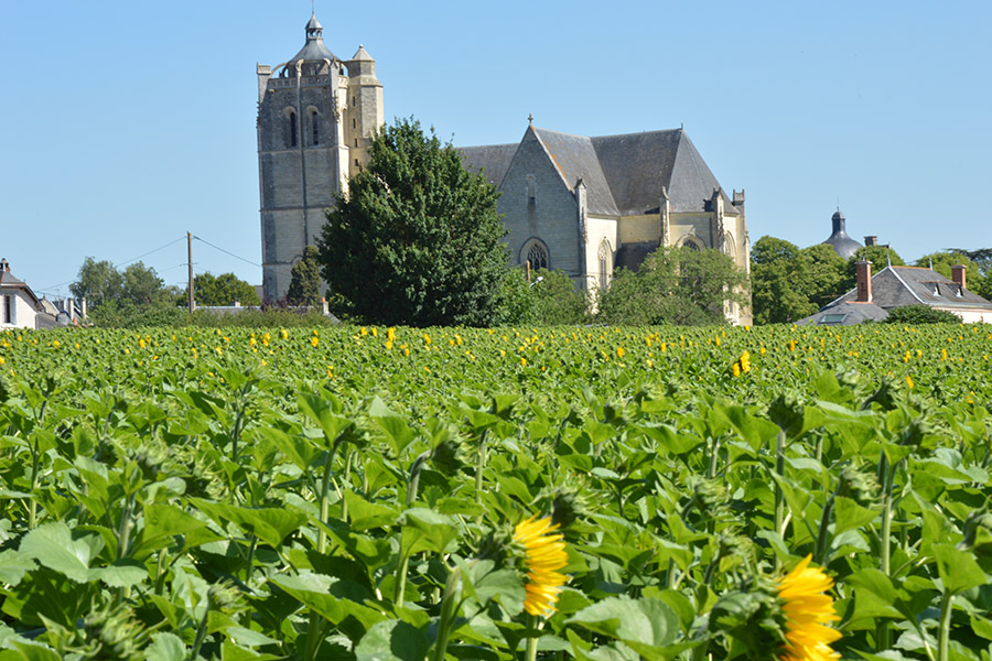 Collégiale Saint Maurice, Plaine-et-Vallées - photo 5