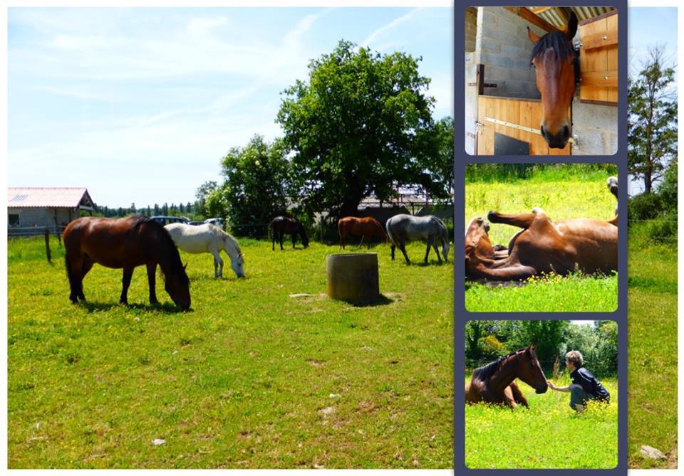 Gîte équestre de la Cavalerie, Le Busseau - photo 19