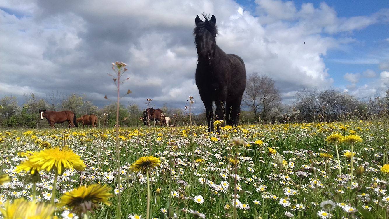 Gîte équestre de la Cavalerie, Le Busseau - photo 11
