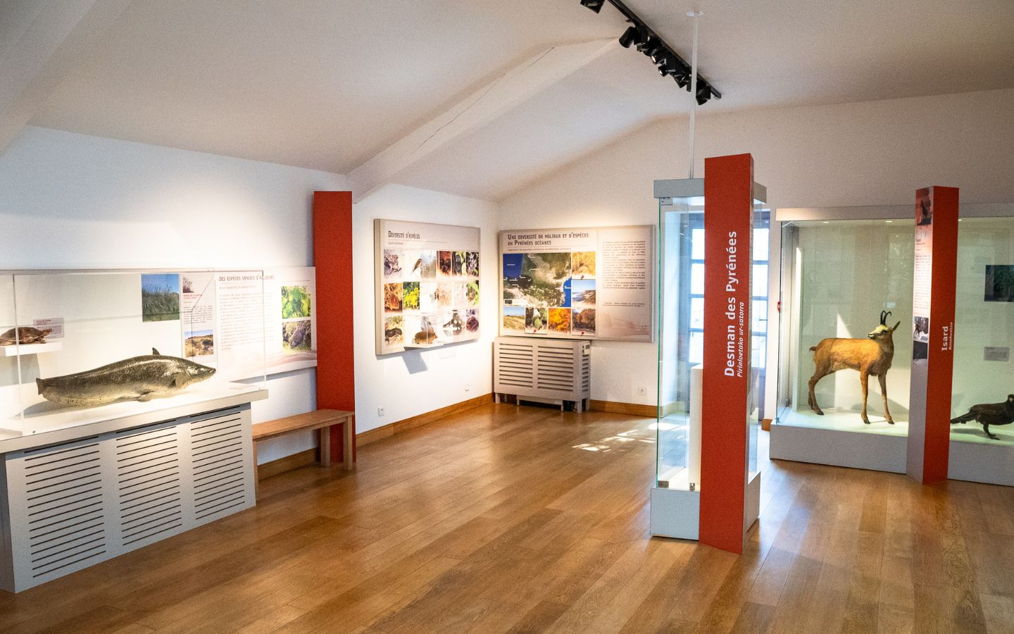 Muséum d'histoire naturelle, Bayonne - photo 6