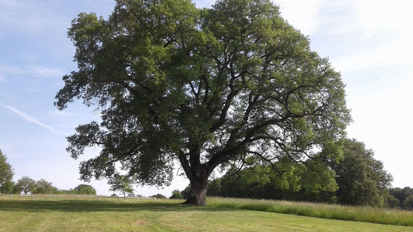 Gîte de la forêt, Senillé-Saint-Sauveur - photo 2
