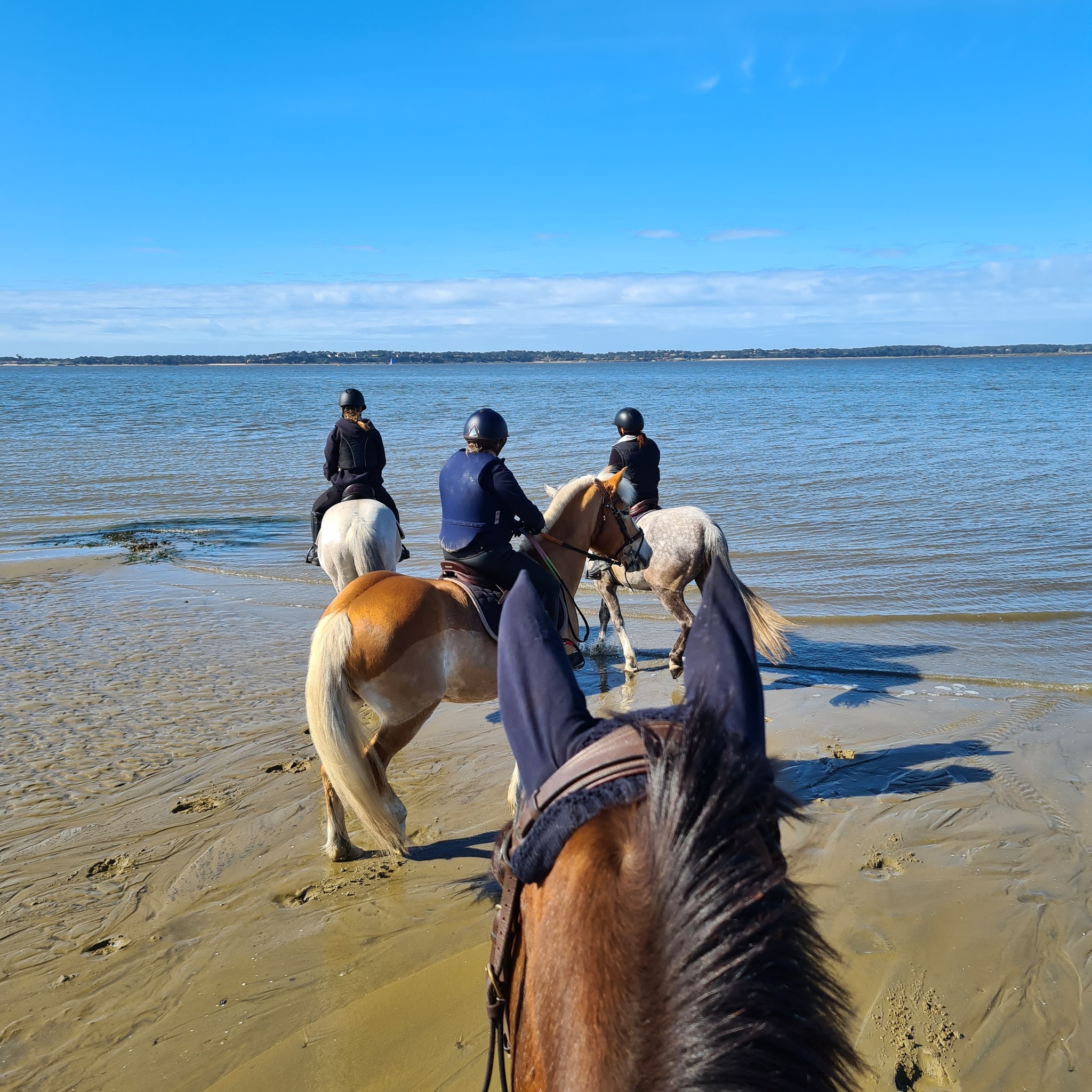 Haras de Croix d'Hins