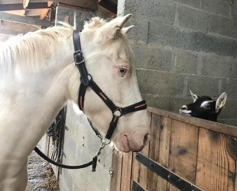 Gîte équestre de la Cavalerie, Le Busseau - photo 5