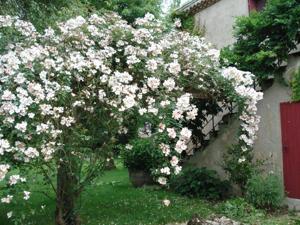 Jardin de Mô, Adriers