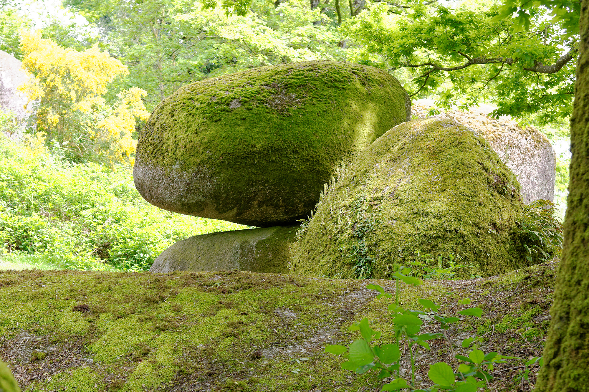 Jardin des Chirons - Rocher Branlant, Largeasse - photo 10