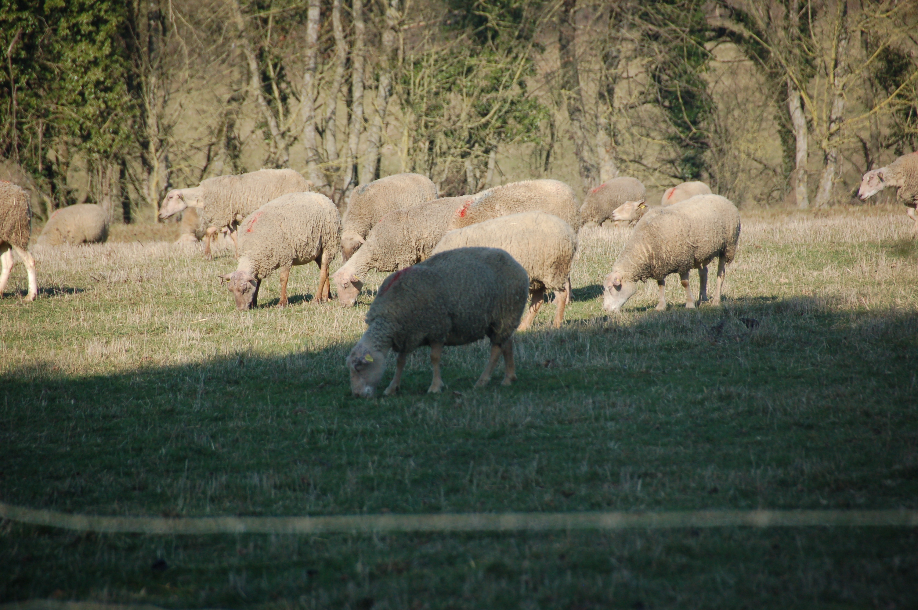 Les Lilas, Lhommaizé - photo 5