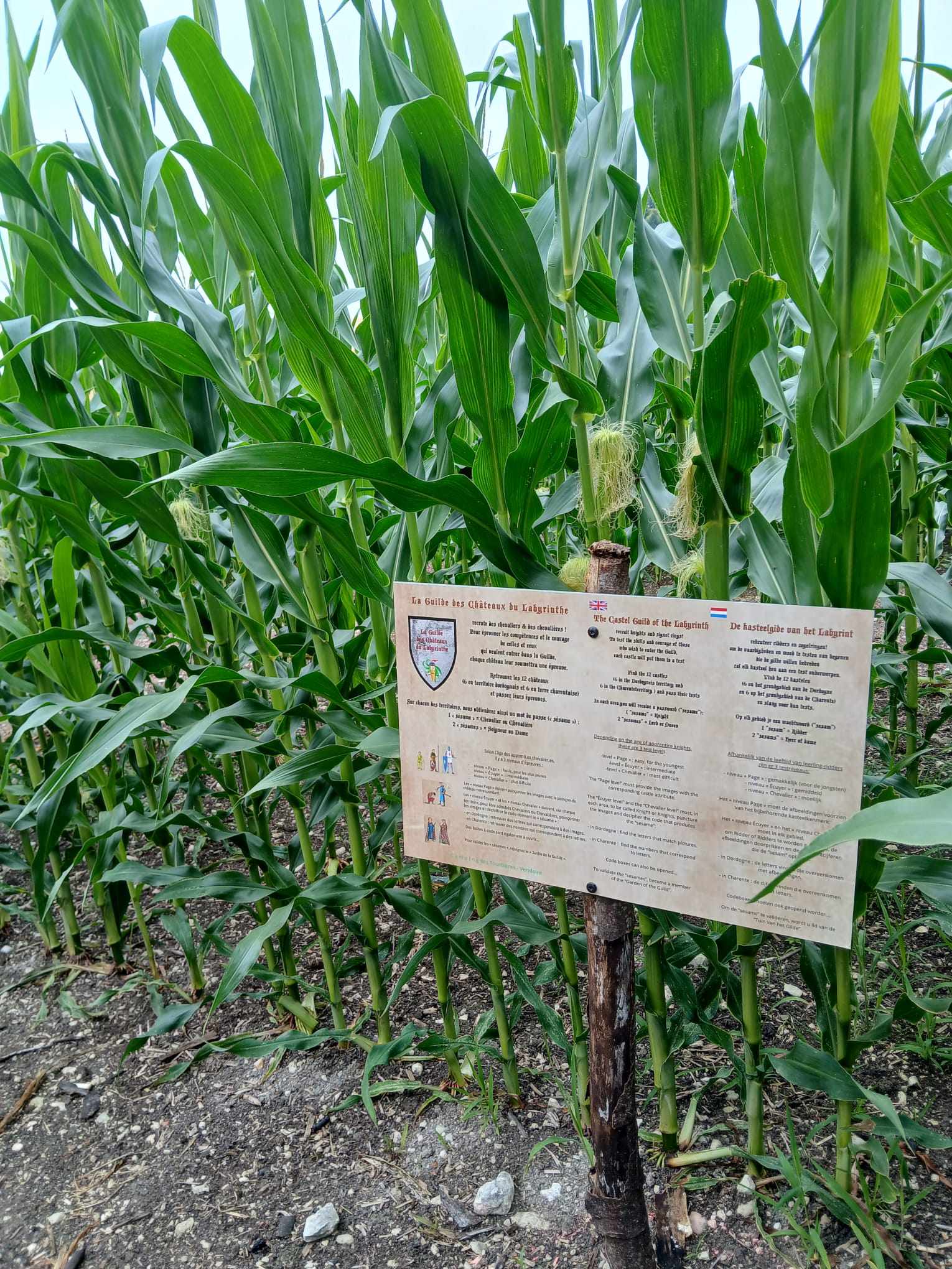 Labyrinthe de Maïs, Vendoire - photo 5