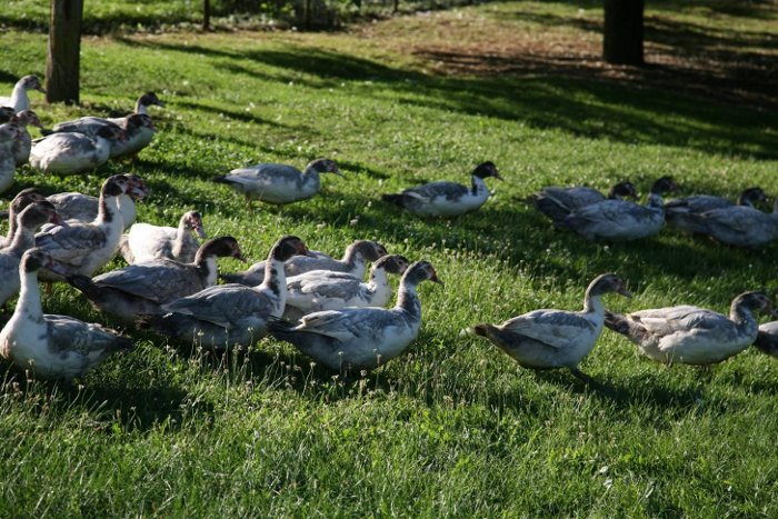 Ferme des Roumevies - photo 2