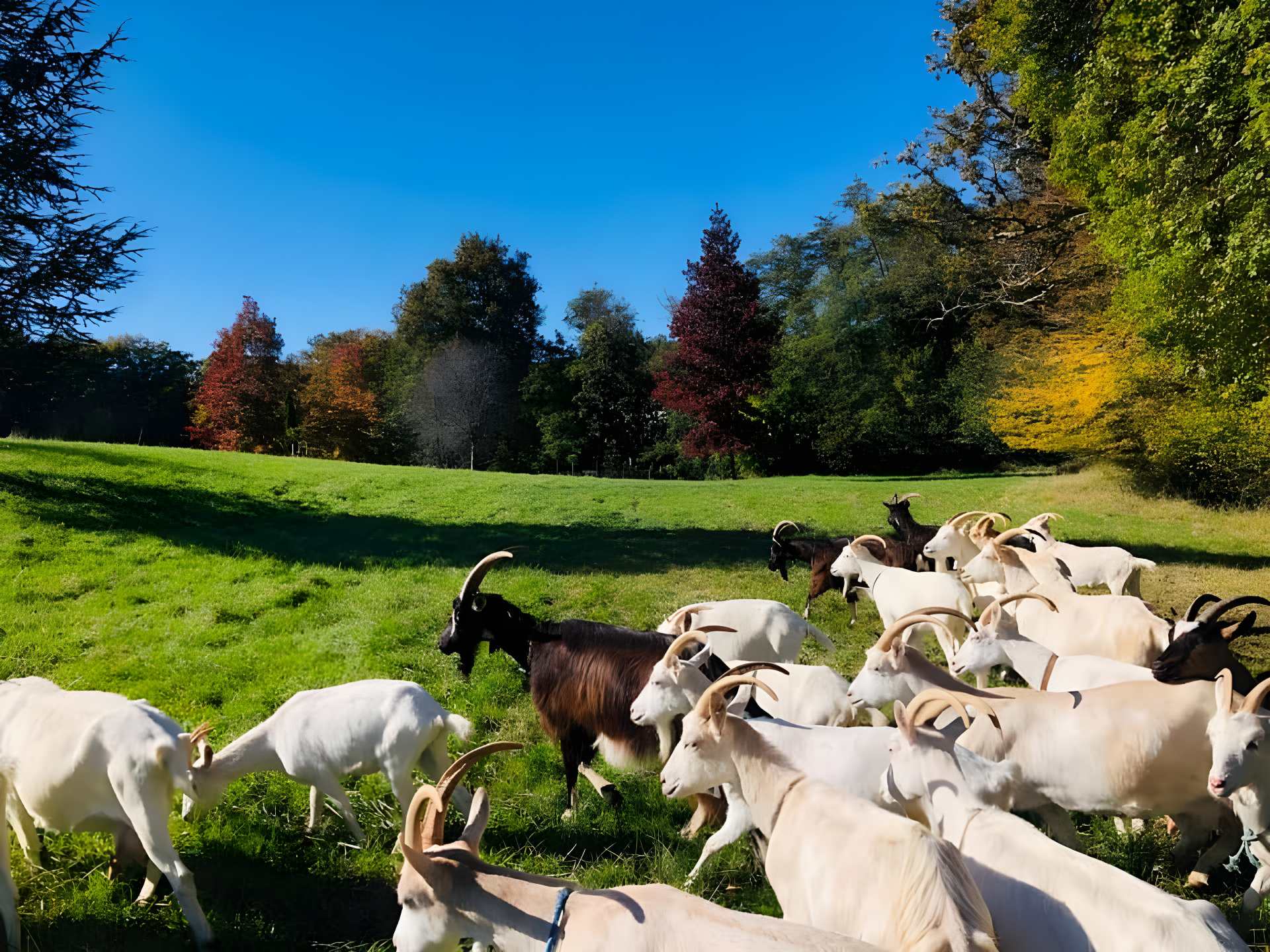 La Chevri’Air