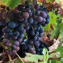 Domaine des Trahan — photo 2