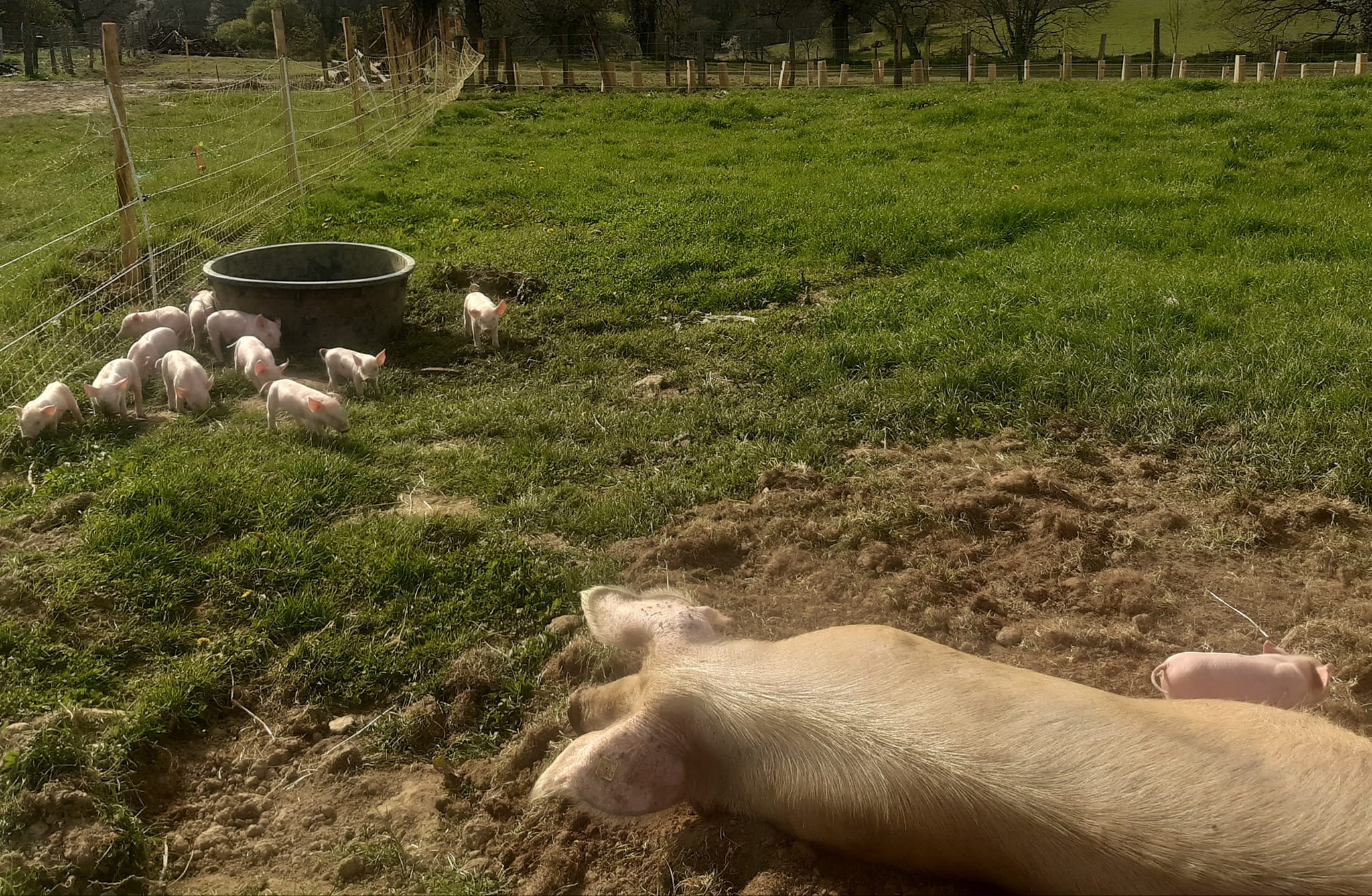 Ferme - Au pré de mon arbre — photo 2
