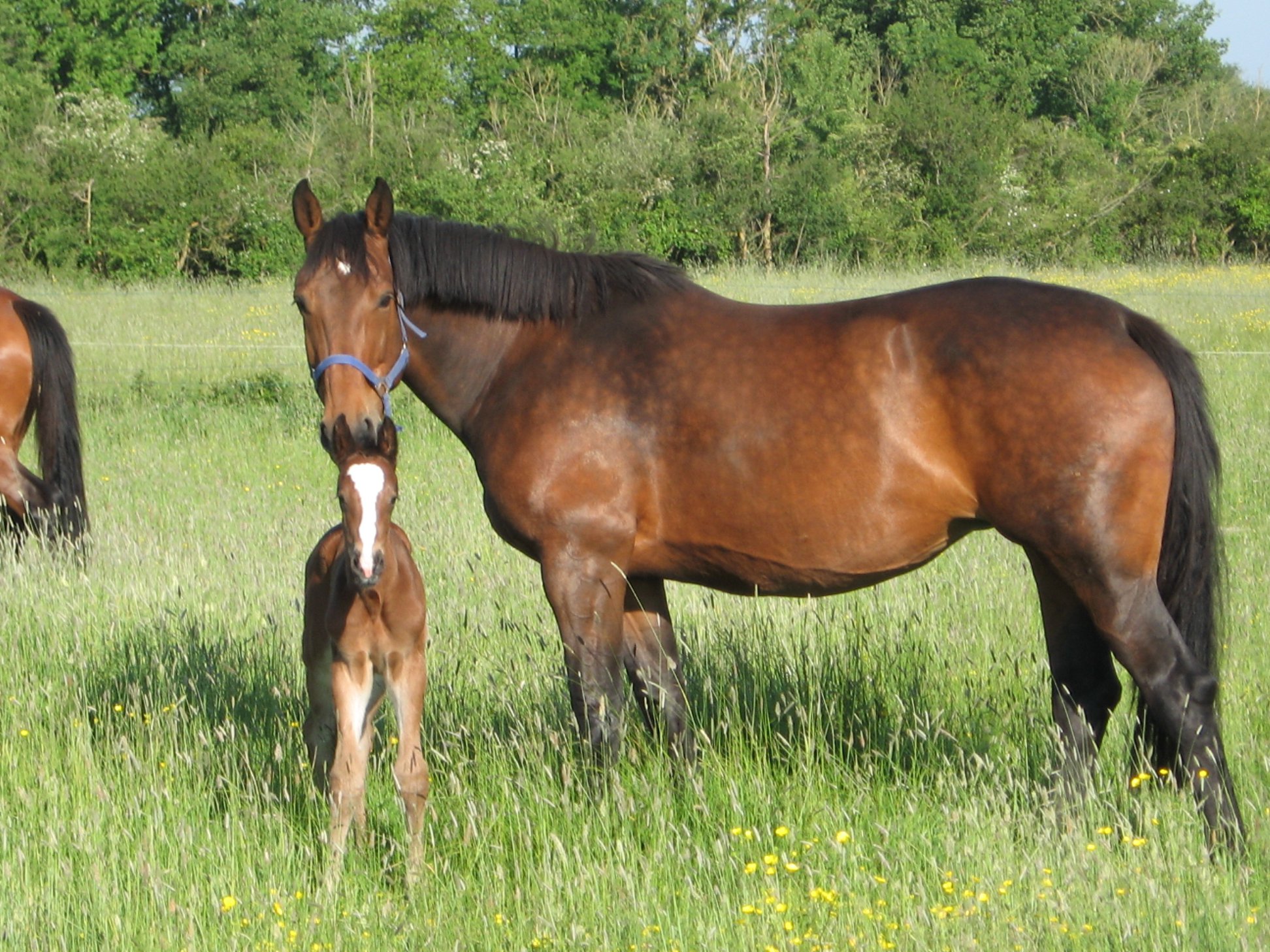 Club hippique Argentonnais, Genneton - photo 8