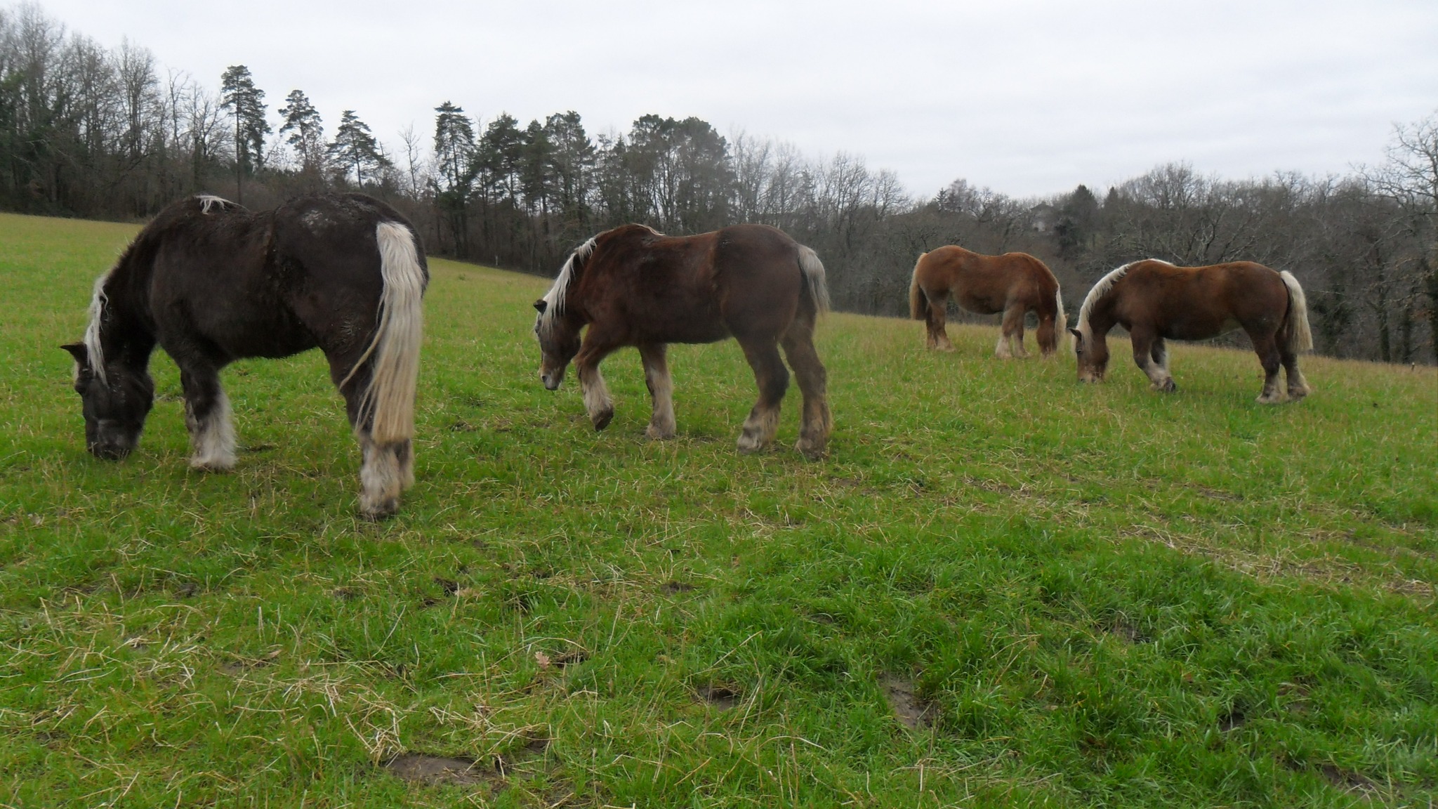 Calèche de Dordogne, Lisle - photo 2