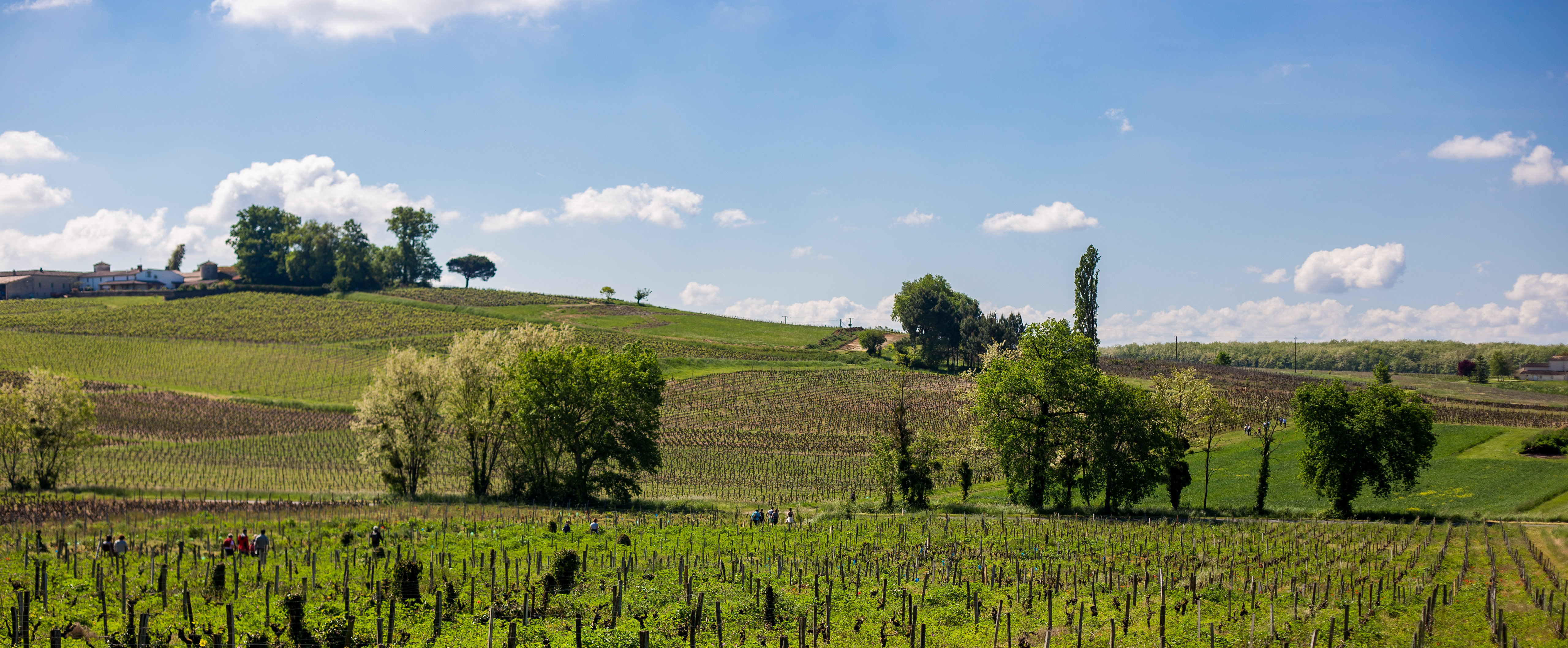 Les vignobles à vélo - Les Grands Crus Classés du Sauternais - photo 3