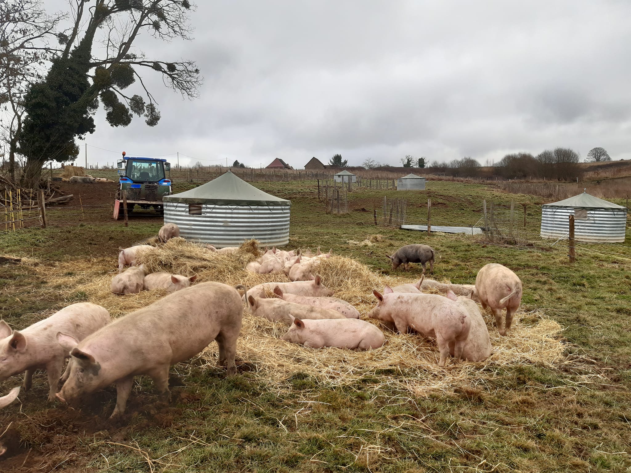 Ferme - Au pré de mon arbre