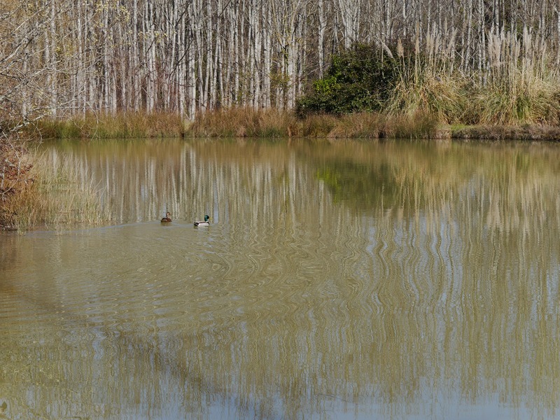 Gîte Bergougne - Est, Rives - photo 21
