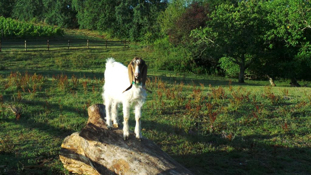 Chambre D’hôtes Le Paon Blanc, Monprimblanc - photo 4
