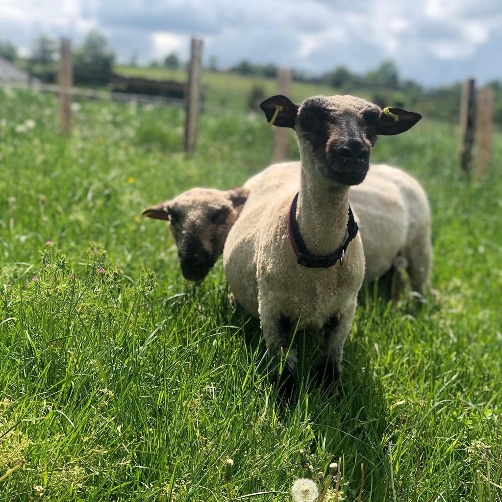 La Ferme de Brossard - Ferme Pédagogique et de Découverte, Lanteuil - photo 15