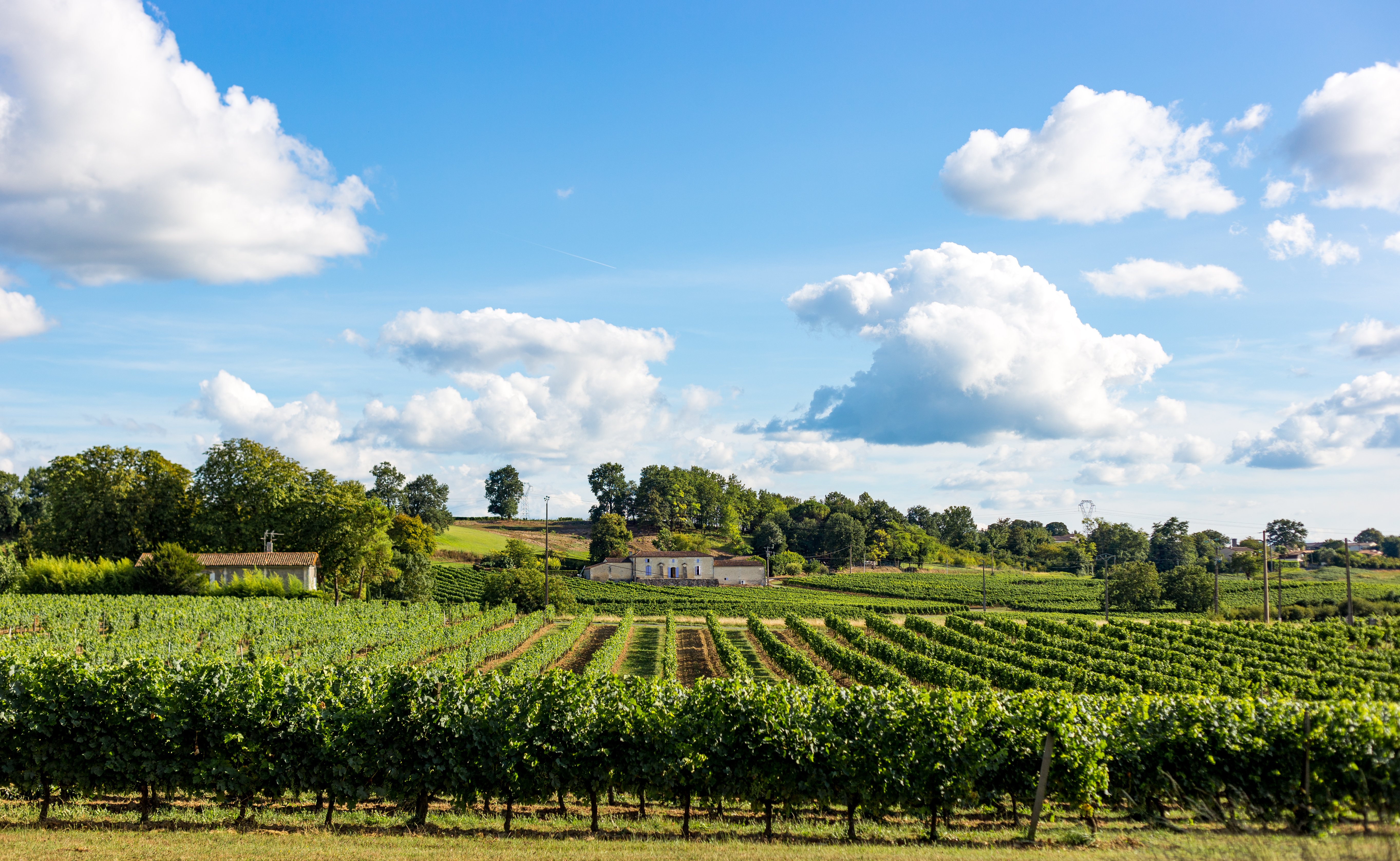 Les Rando-Tapas du Château Boutinet à Villegouge, Villegouge - photo 4