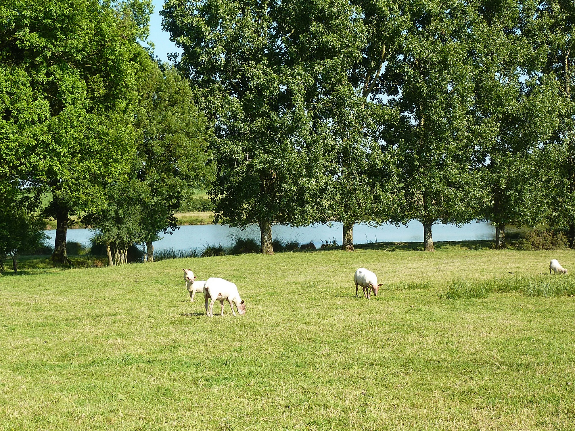 Gîte "La Charmille", Mauléon - photo 3