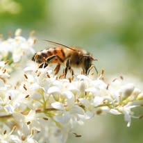 Les miels de la forge