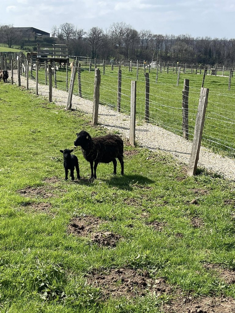 La Ferme de Brossard - Ferme Pédagogique et de Découverte, Lanteuil - photo 12