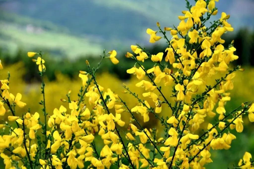 Les Pistes de Robin : la flore de Brach
