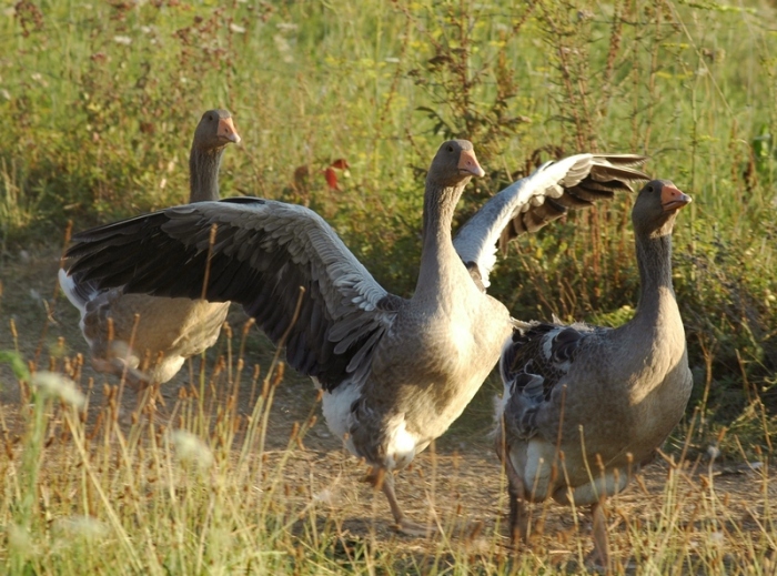 La Ferme de la Grézelie