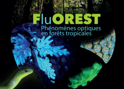 Exposition FluOREST - Phénomènes optiques en forêts tropicales