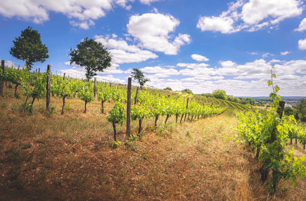 Domaine des Costes - photo 4