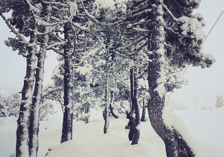 Flor de Montanhas, Arette - photo 15