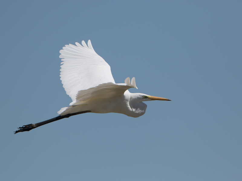 Samedi ornitho à Terres d'Oiseaux, Braud-et-Saint-Louis - photo 2