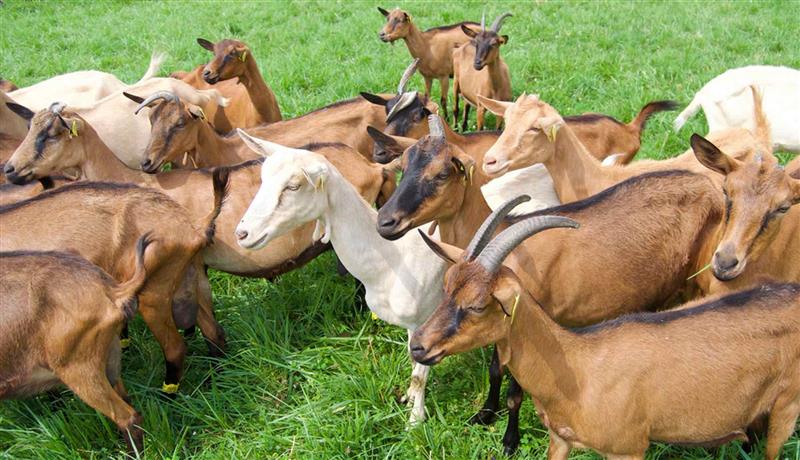 Les chèvres de Brassenx