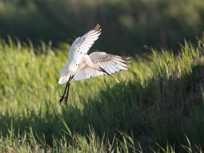 Samedi comptage à Terres d'Oiseaux, Braud-et-Saint-Louis - photo 6
